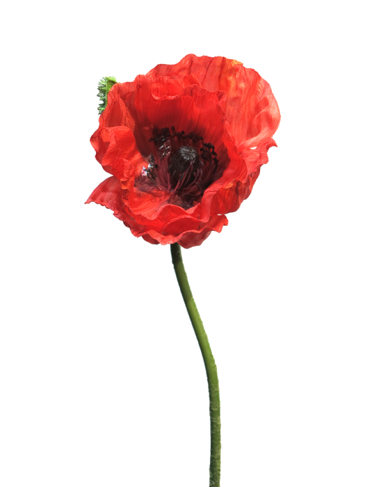 PAPAVER NUDICAULE RED 70CM