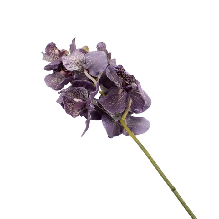 VANDA ARIADNE 73CM
