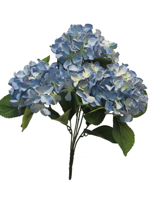HYNDRANGEA RABE X5 BLUE 45CM