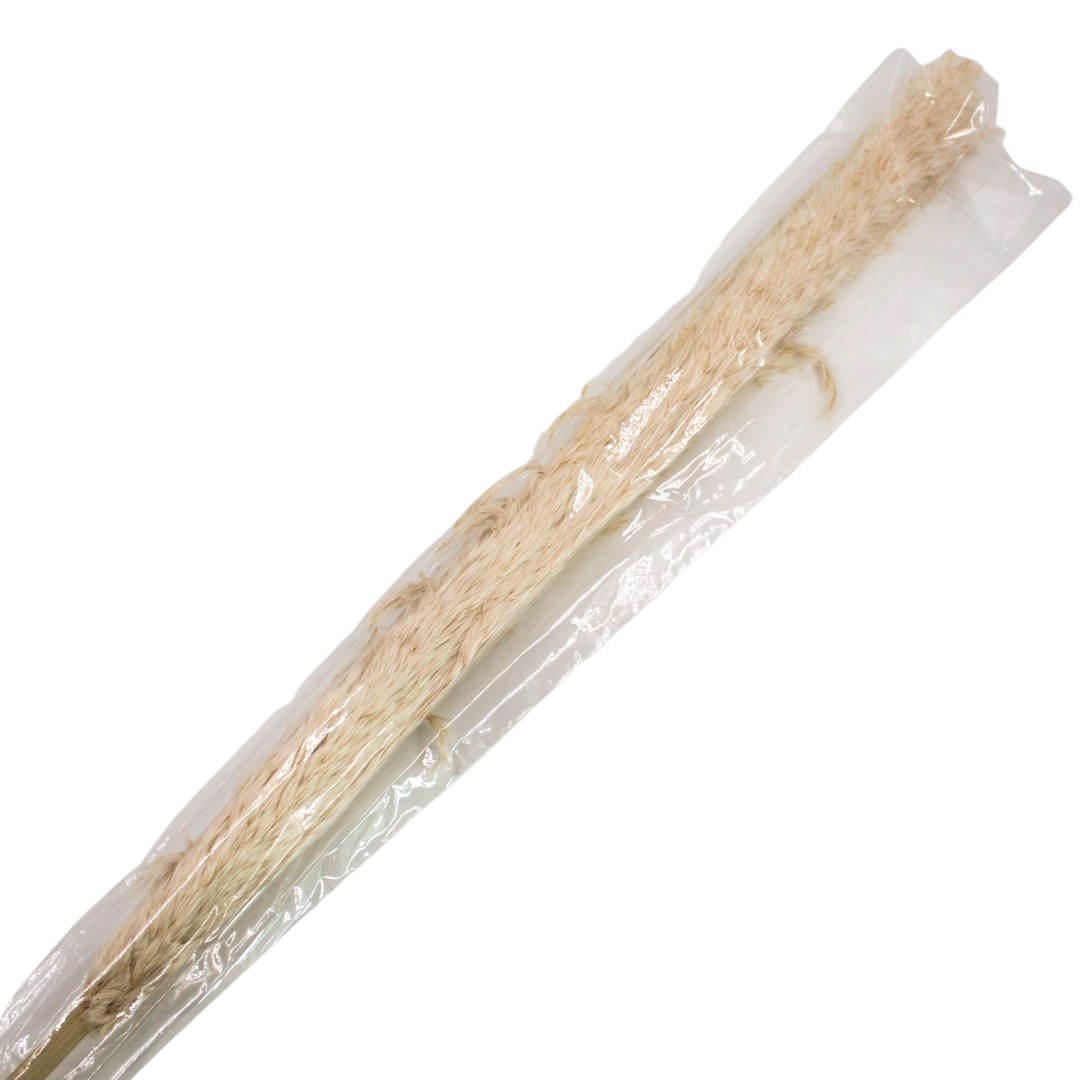 PRESERVED PLANT 150cm