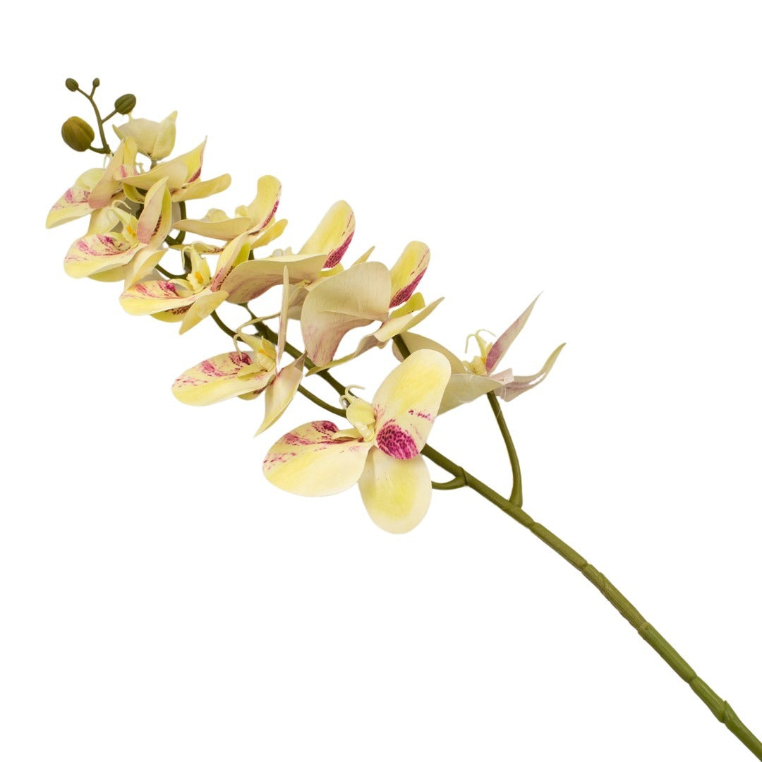 ORCHID 100CM