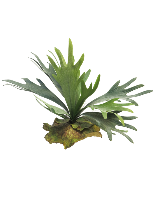 PLATYCERIUM GREEN 27CM