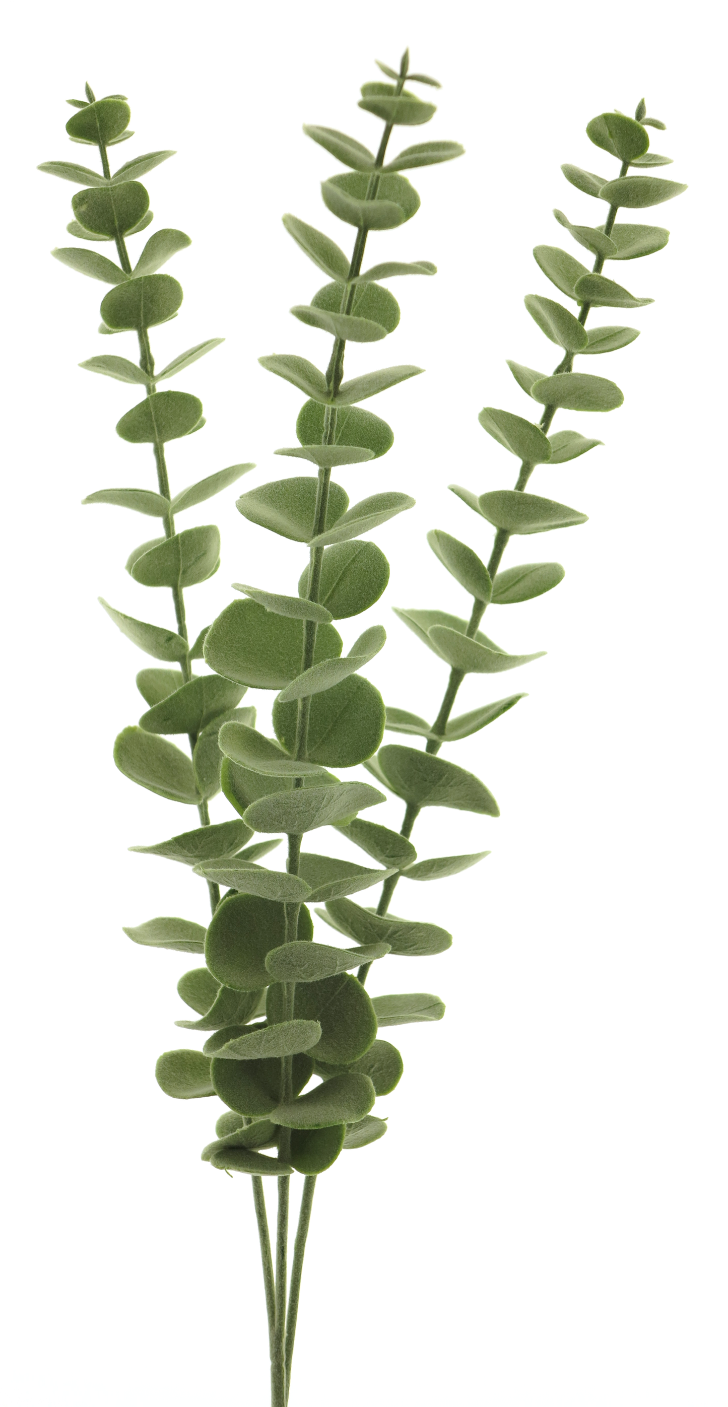 EUCALYPTUS SPRAY X3 60CM