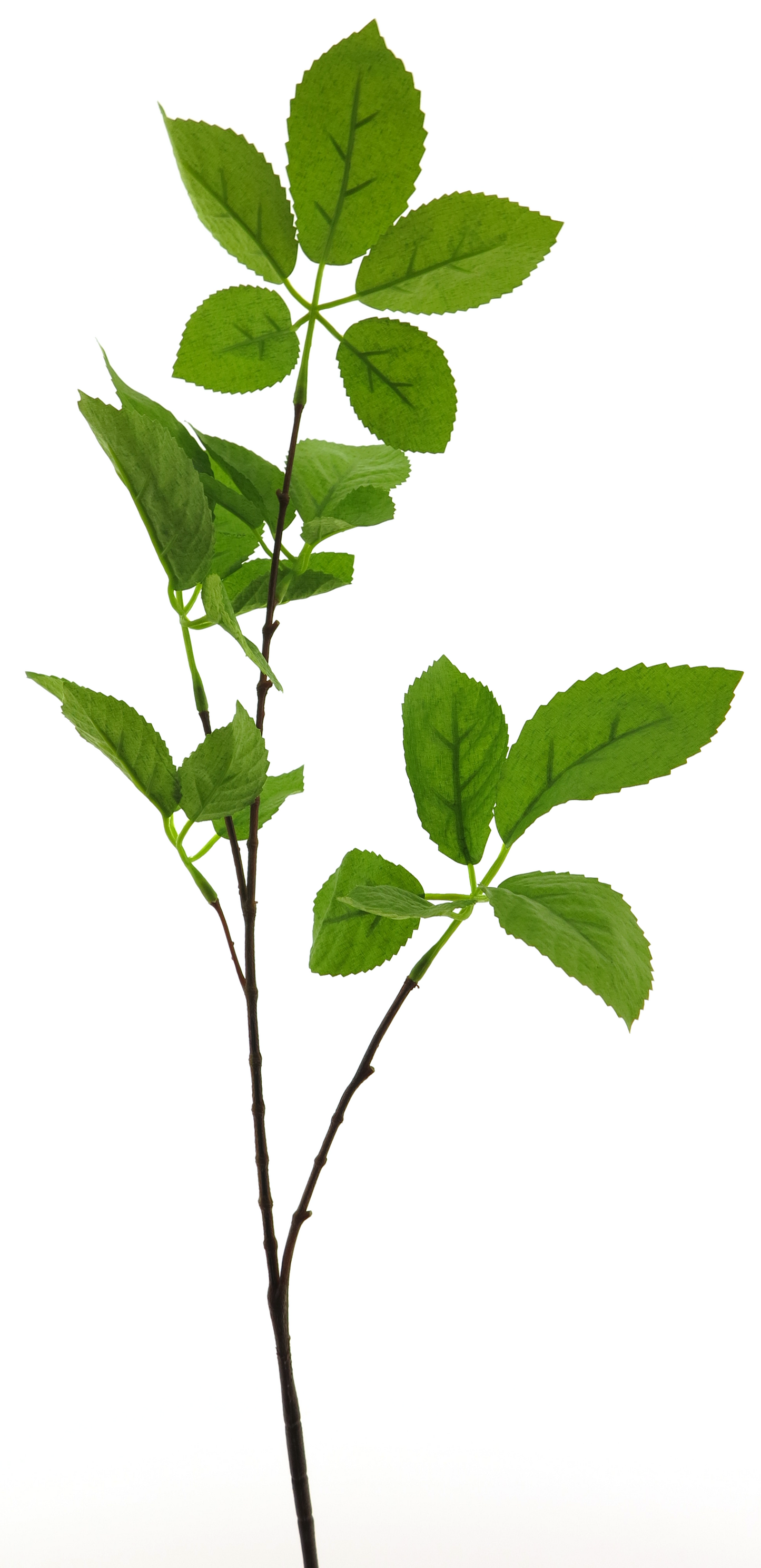 SPRING LEAF 75CM