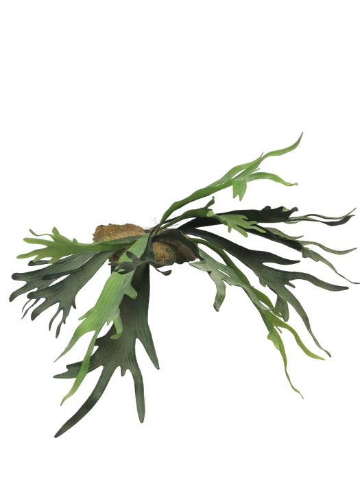 PLATYCERIUM GREEN 50CM