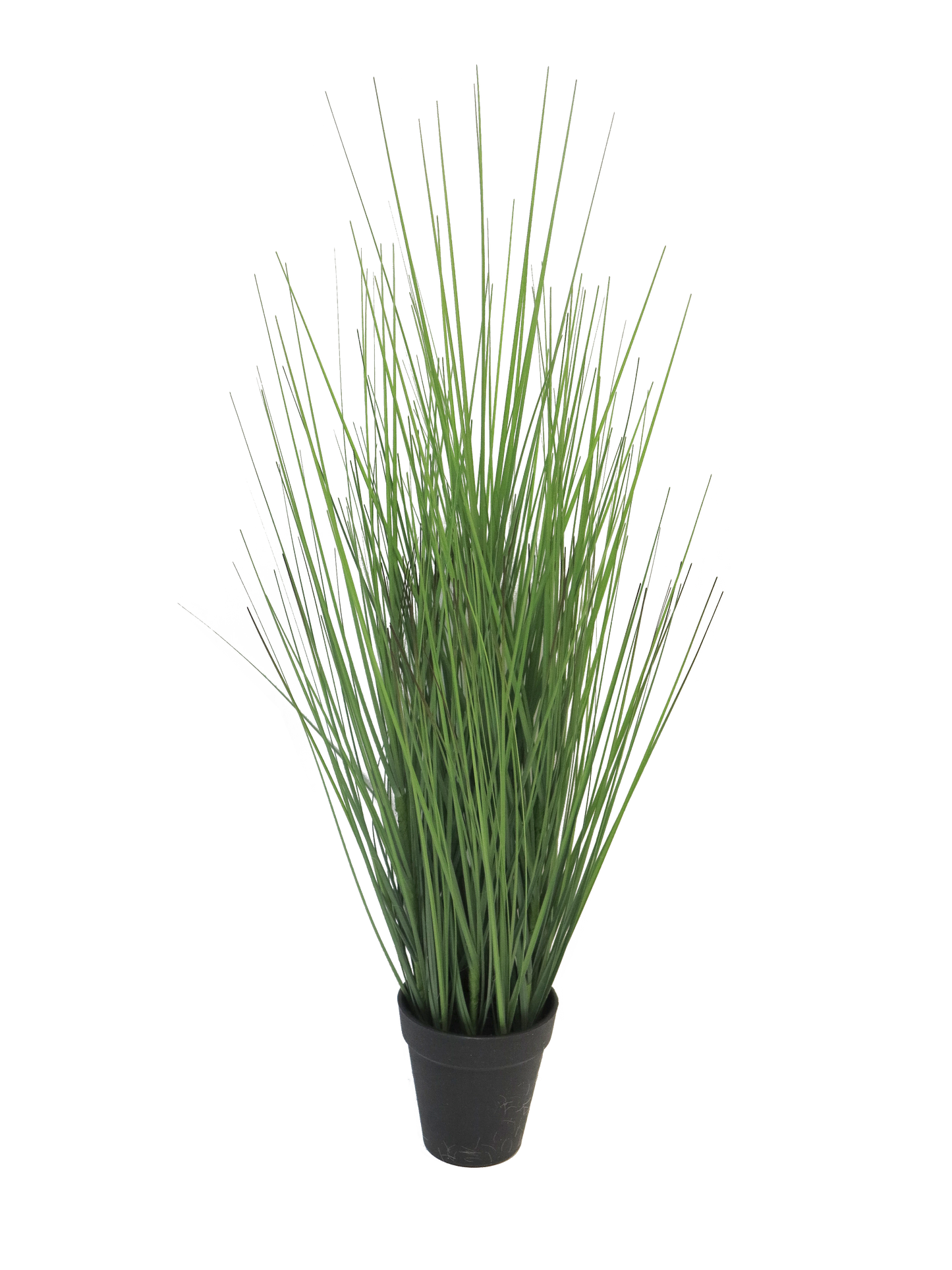 KING FESTUCA IN POT 61CM