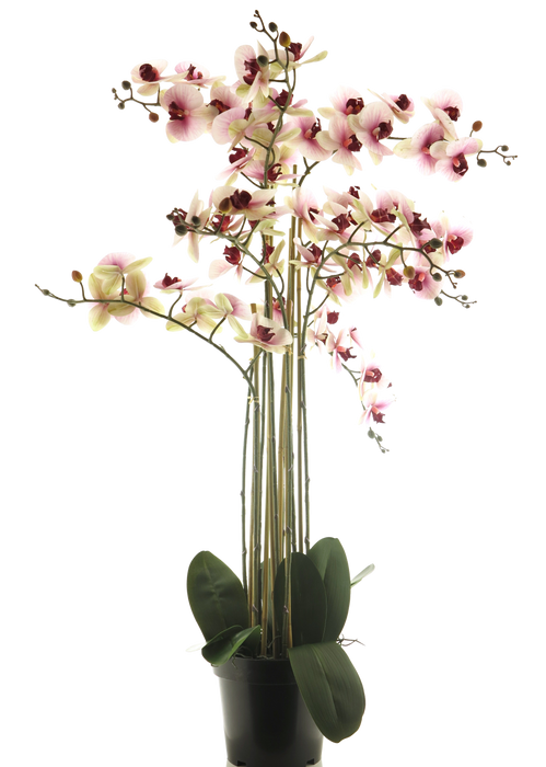 PHALENOPSIS PINK X8 IN POT 110CM