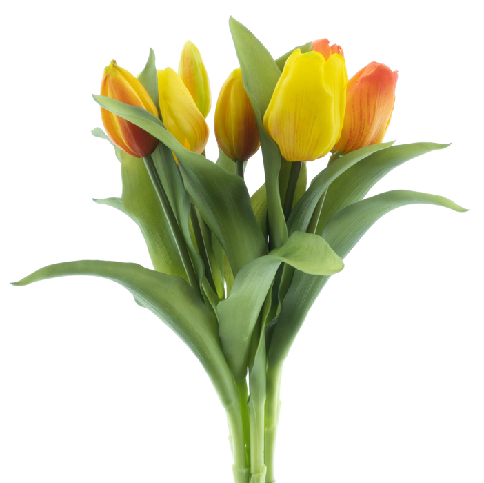 VERMEER TULIP PINK 31CM