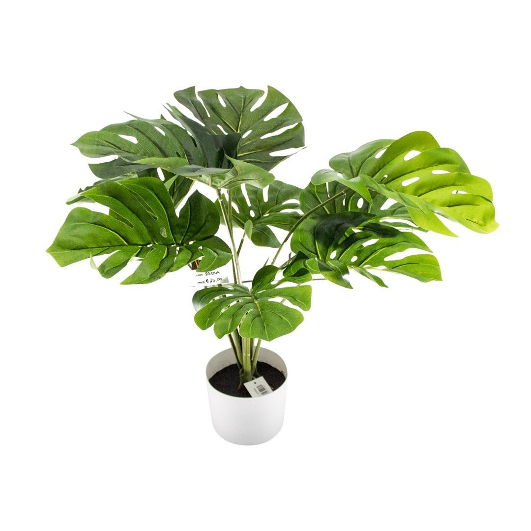 MONSTERA TREE 60CM 10 LEAVES