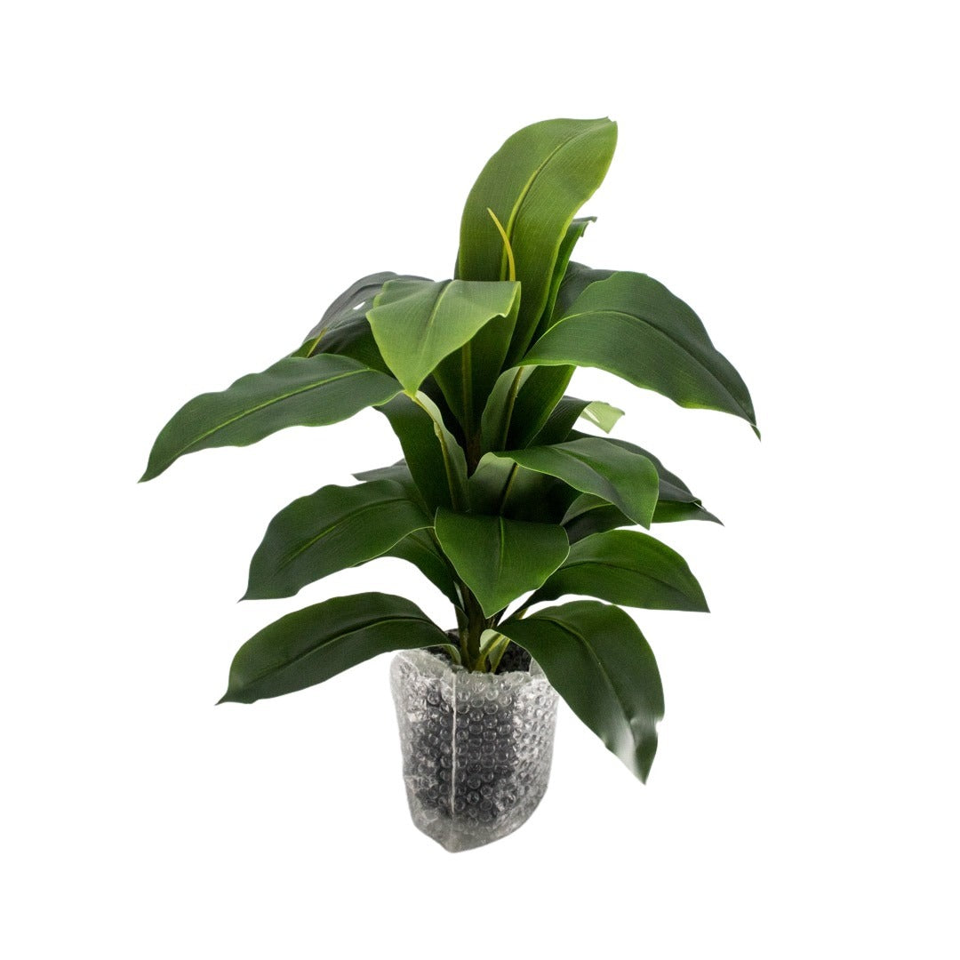 DRACAENA 60CM