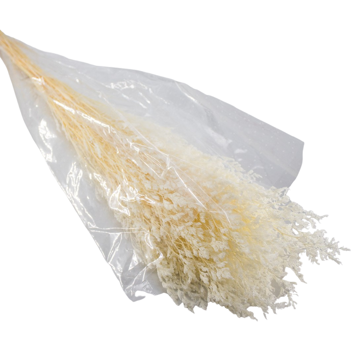 PRESERVED PLANT WHITE