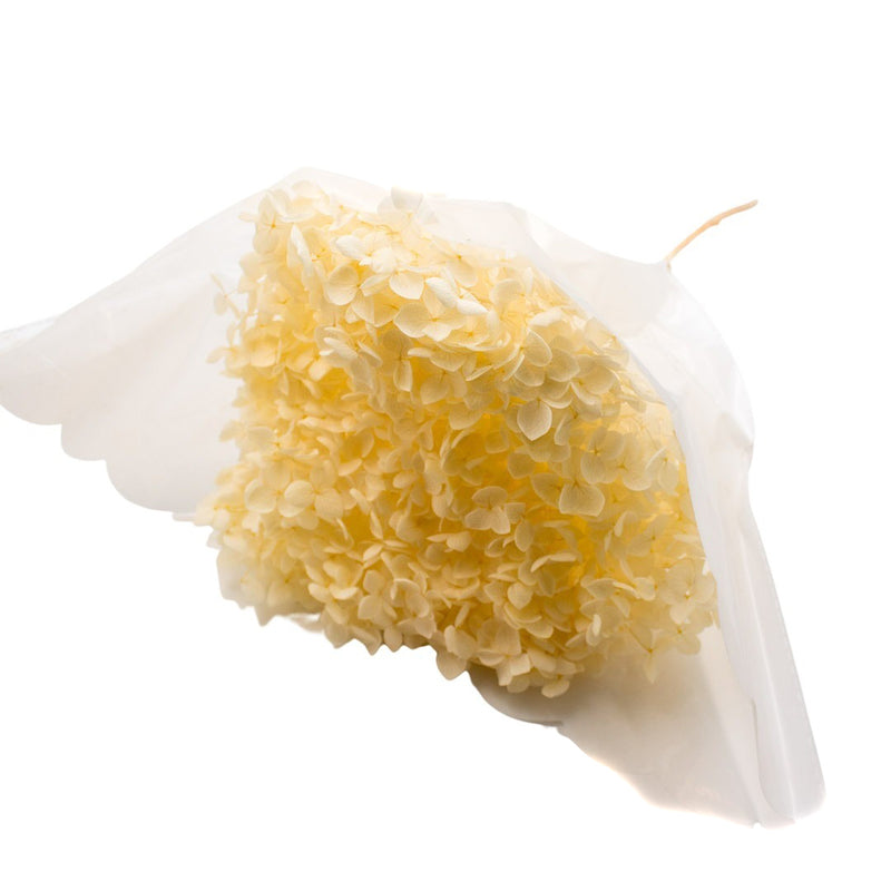 PRESERVED ORTASIA IVORY