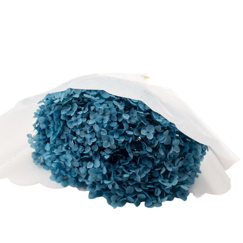 PRESERVED ORTANSIA BLUE