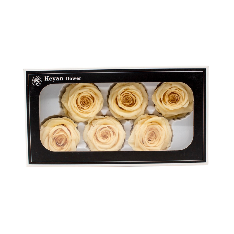 FOREVER ROSES 6PCS CHAPAGNE 6CM
