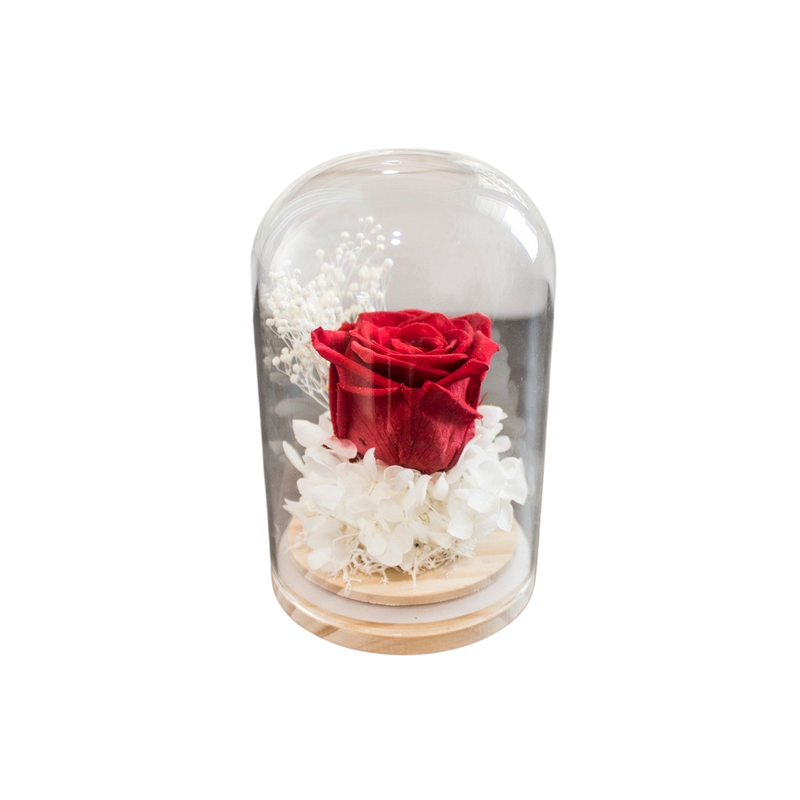 PRESERVE ROSE IN DOME 8X12CM RED