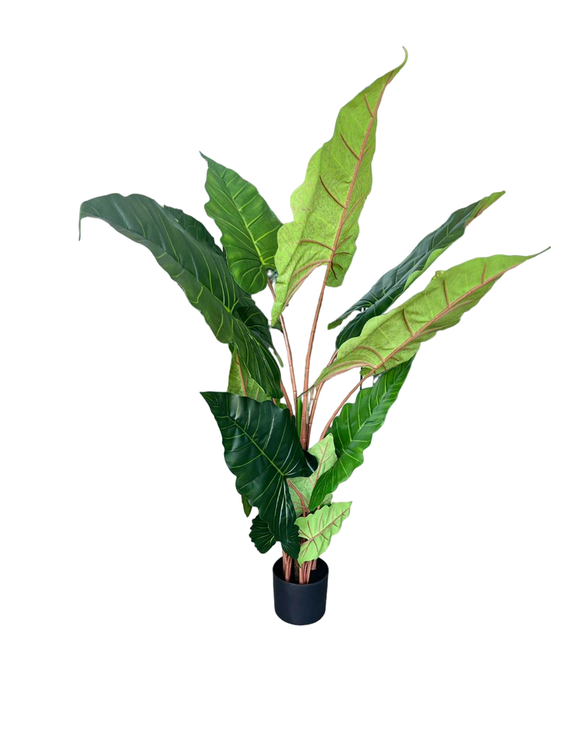TARO WITH POT 170CM