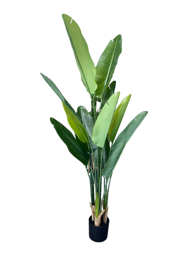 TRAVELLER'S TREE 180CM