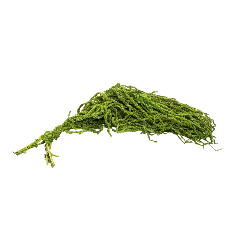 DRIED PLANT WHITE 5 BRANCH 60CM