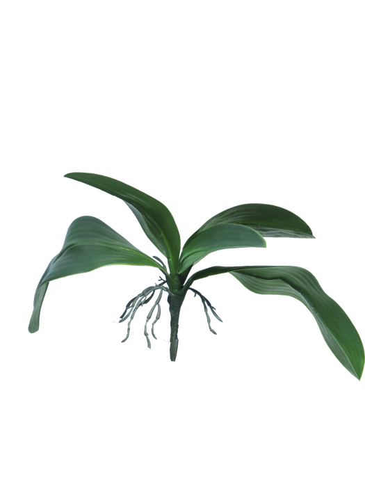 ORCHID LEAVES & ROOTS GREEN 35CM