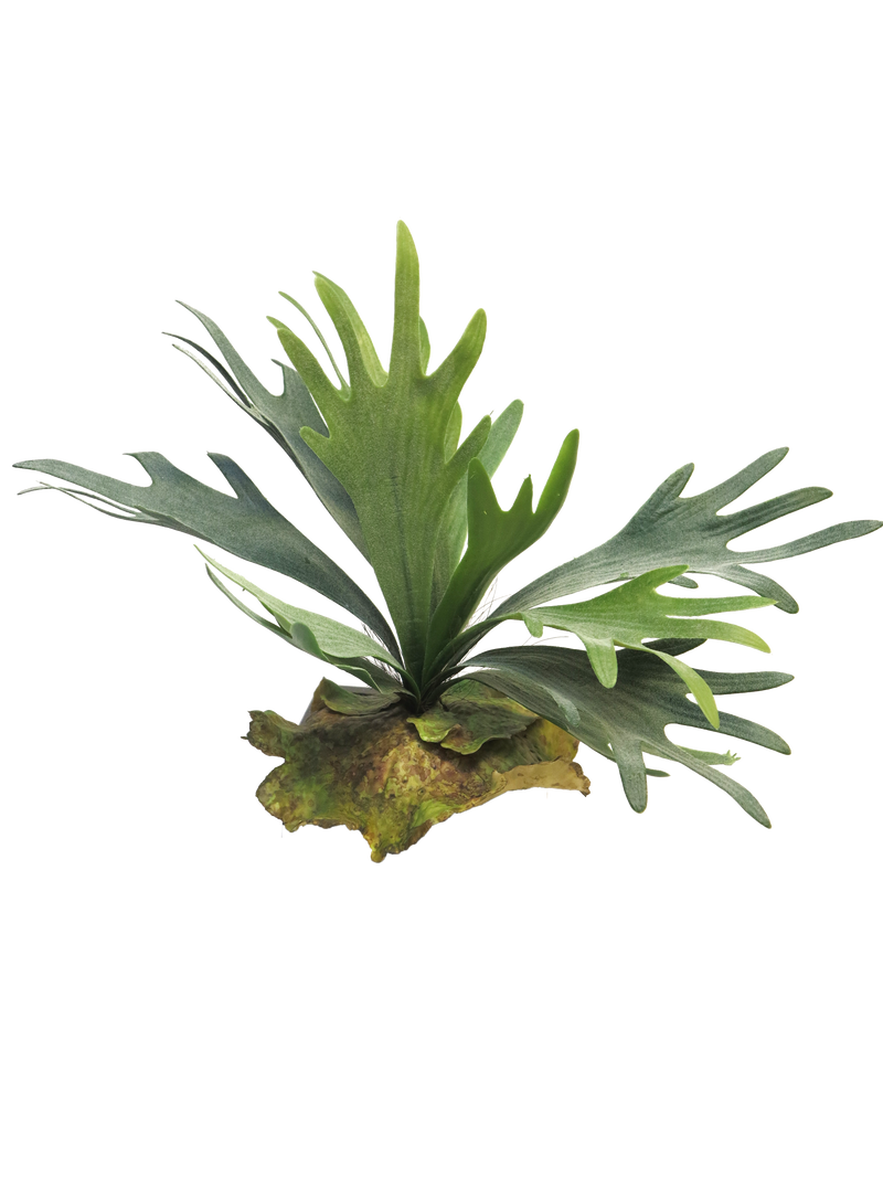 PLATYCERIUM GREEN 27CM