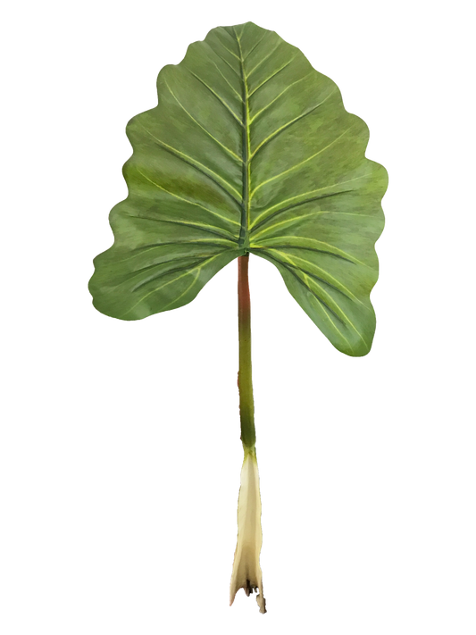 CALADIUM GIGANTIUM LEAF 95CM