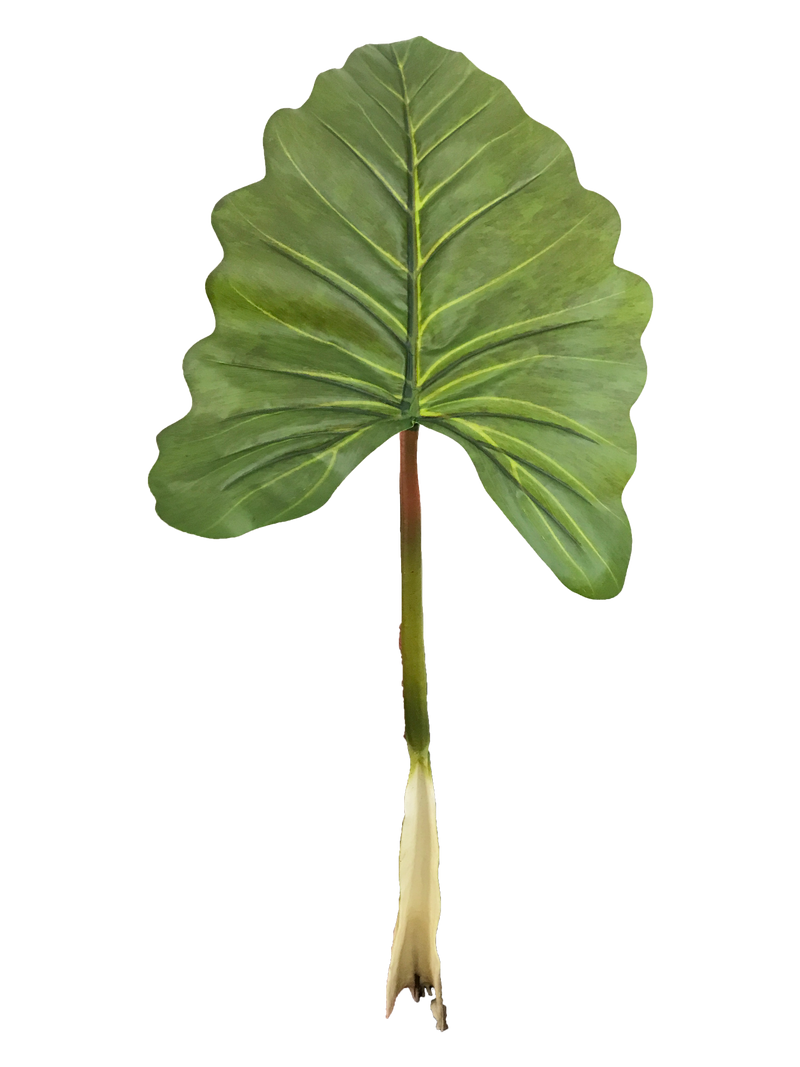 CALADIUM GIGANTIUM LEAF 95CM