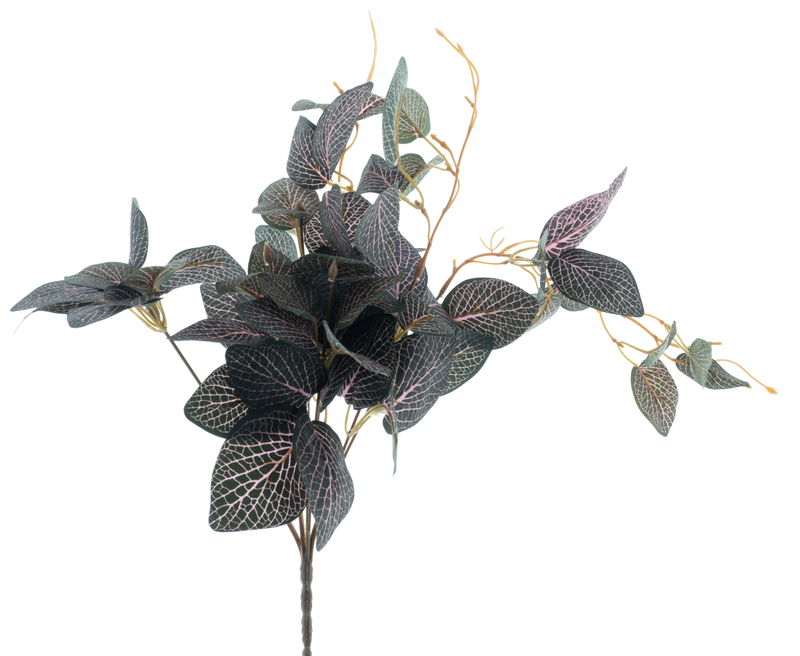 FITTINIA BUSH DARK PINK 54CM