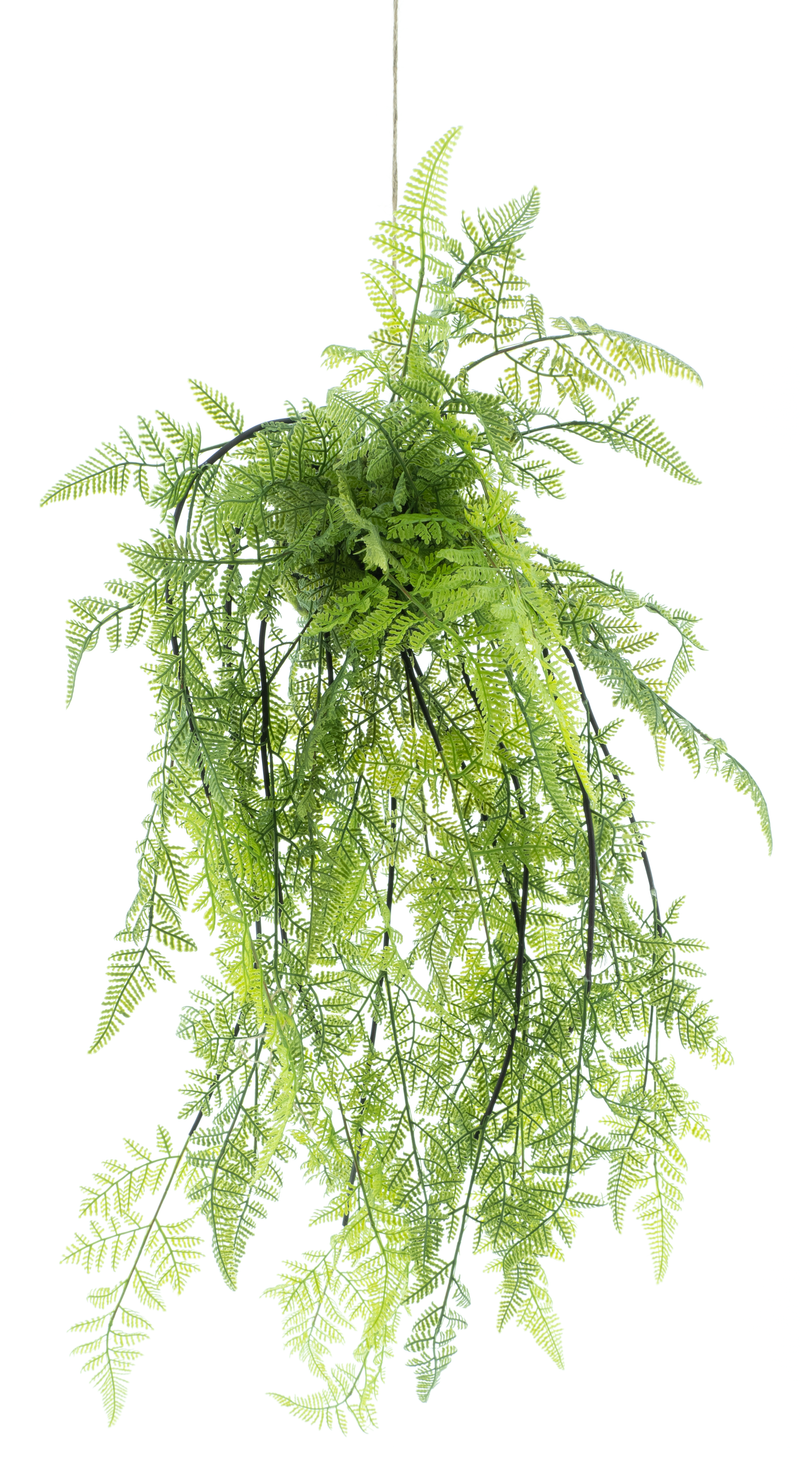 BOSTON FERN HANGER 80CM