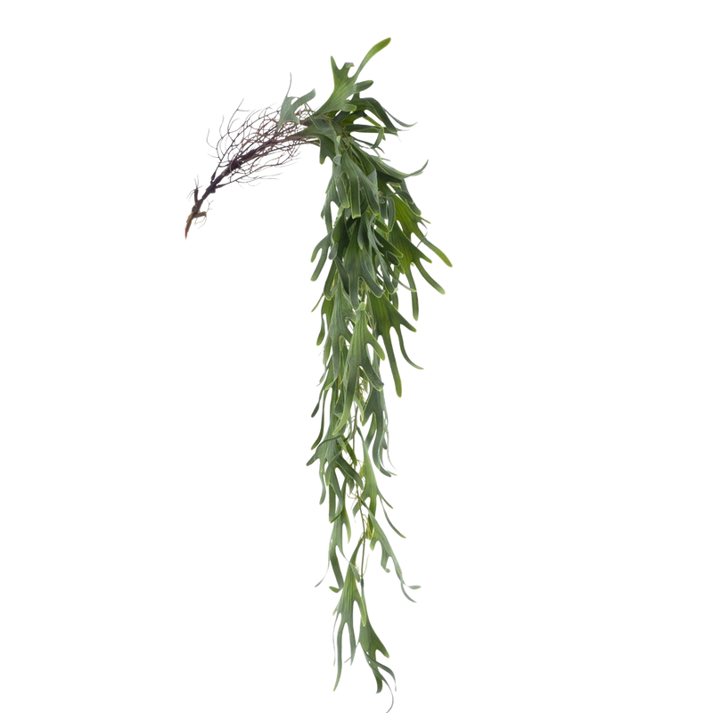 STAGHORN FERN HANGER GREEN 104CM