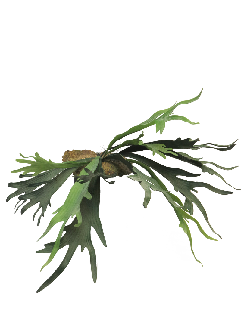 PLATYCERIUM GREEN 50CM