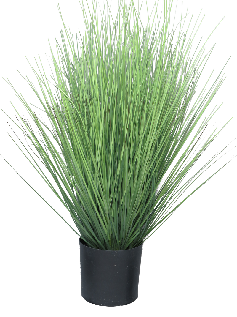 KING FESTUCA GREEN IN POT 60CM