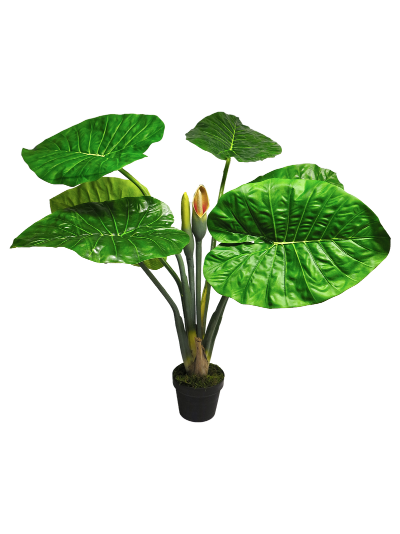 ALOCASIA GREEN 105CM