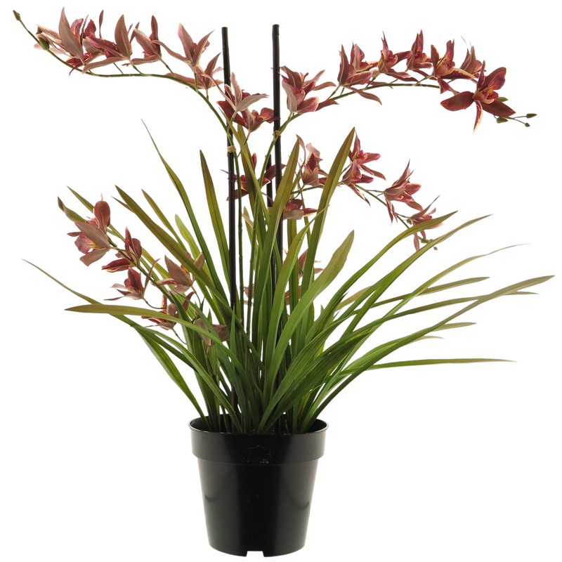 ORCHID PLAND W/POT 71CM