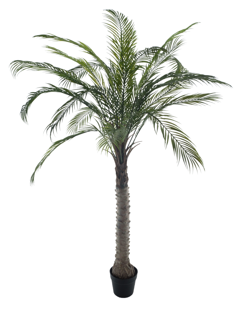 PHOENIX PALM TREE IN POT 210CM