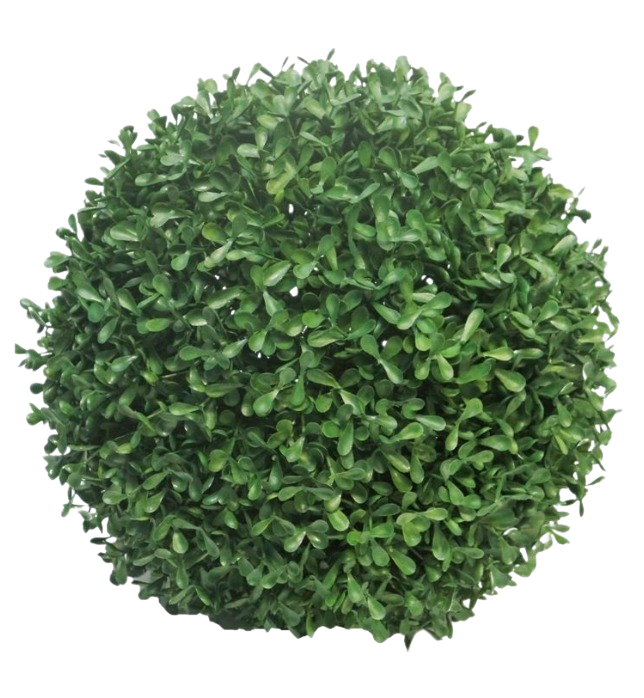BOXWOOD 28CM 3YEARS UV