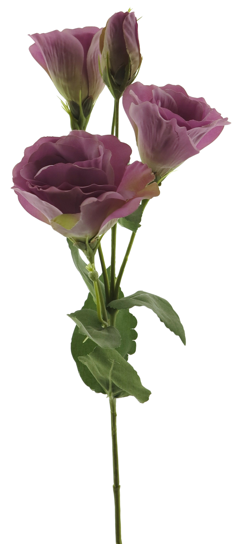 EUSTOMA ALARA SPRAY MAUVE 53CM
