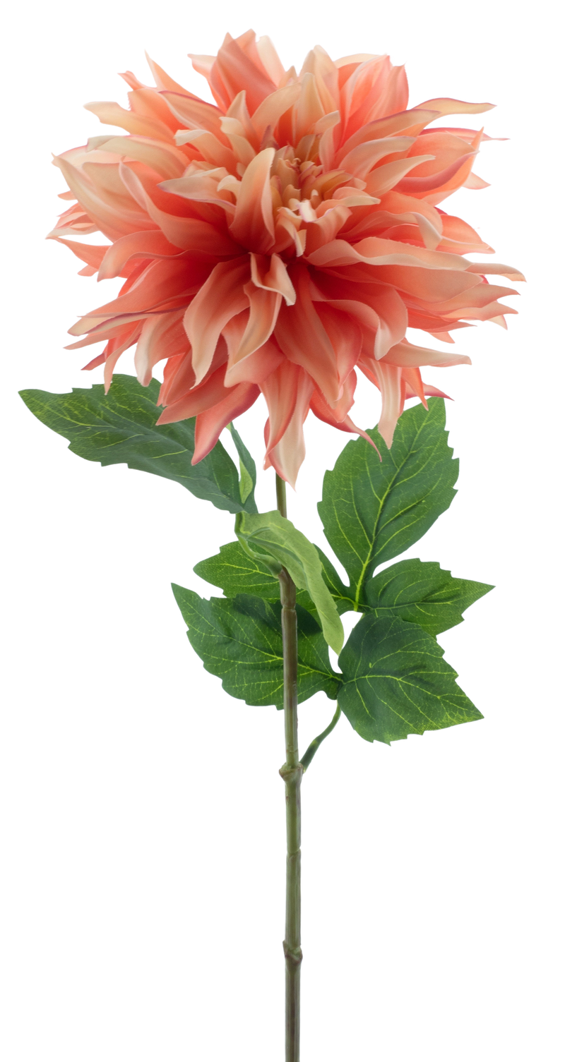 DAHLIA MUMBA 63CM