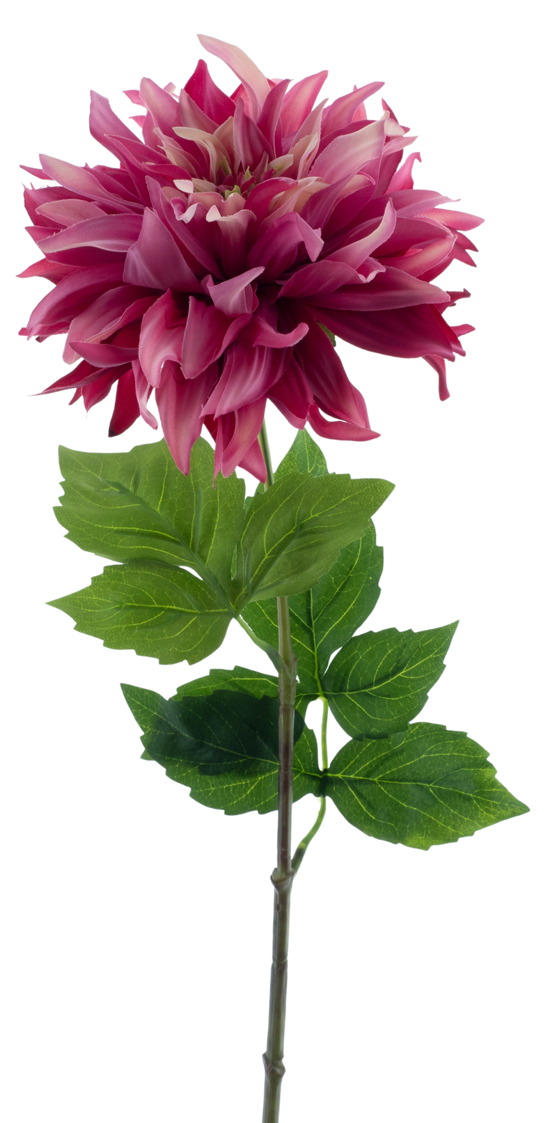 DAHLIA MUMBA BEAUTY 63CM