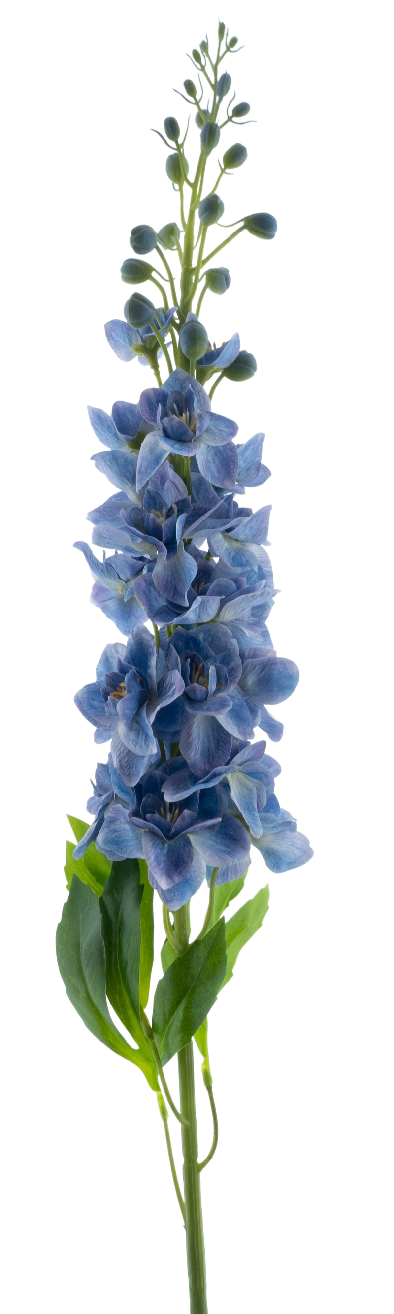 DELPHINIUM ROLAND BLUE 87CM
