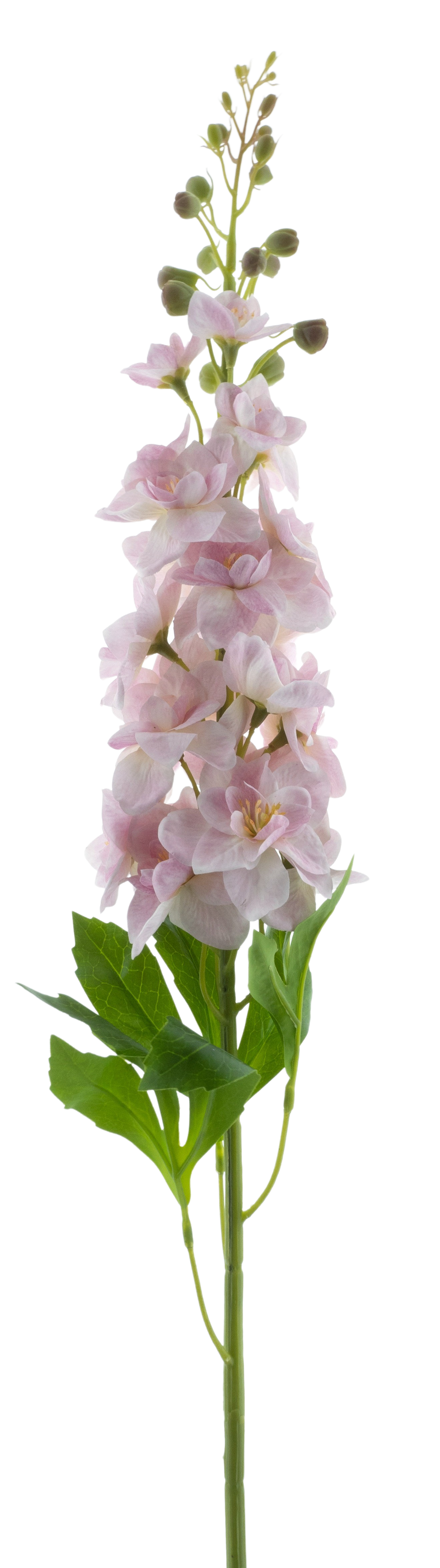 DELPHINIUM ROLAND PINK 87CM