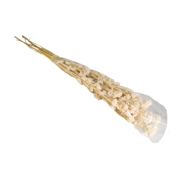 PRESERVED PLANT WHITE 80G