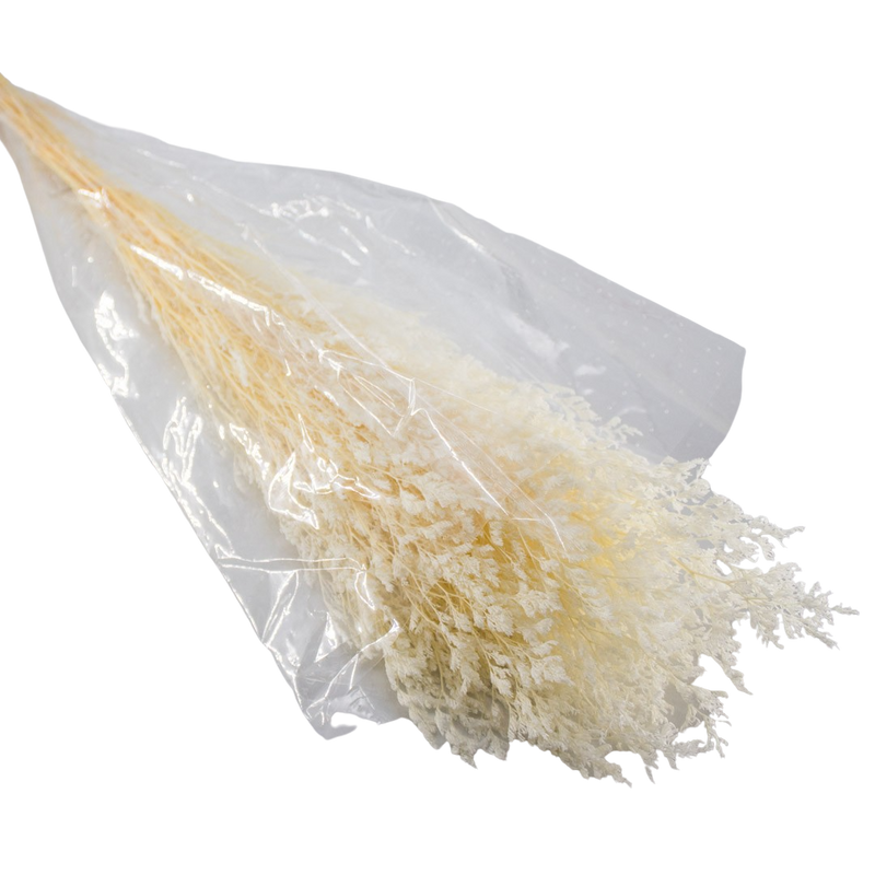 PRESERVED PLANT WHITE