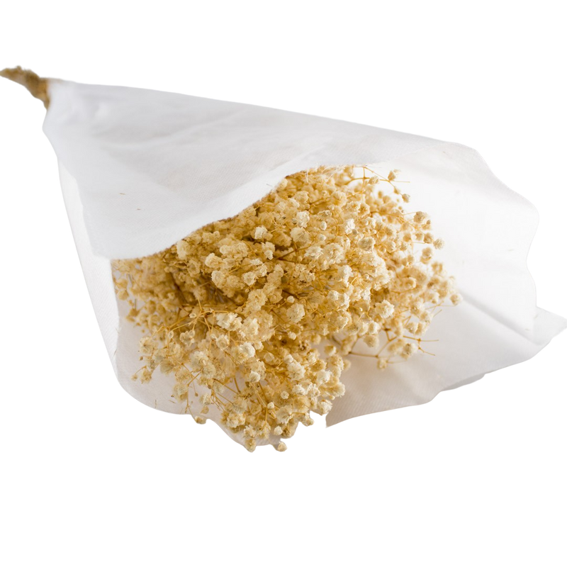 PRESERVED GYPSOFILLO IVORY