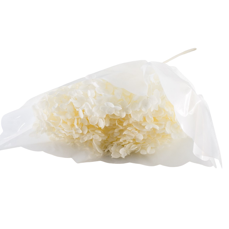 PRESERVED ORTANSIA IVORY