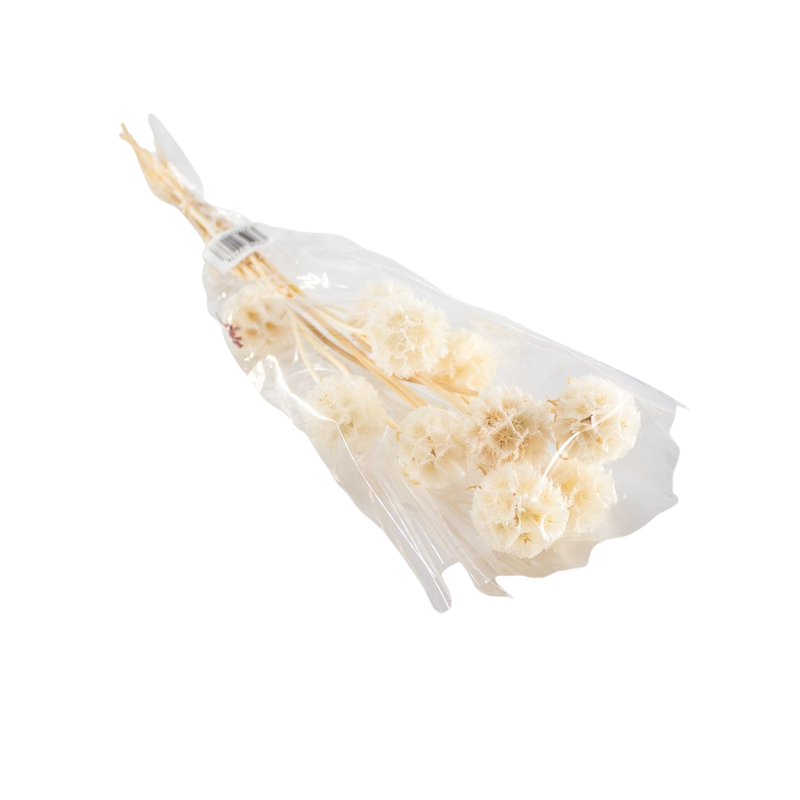 PRESERVED PLANT WHITE