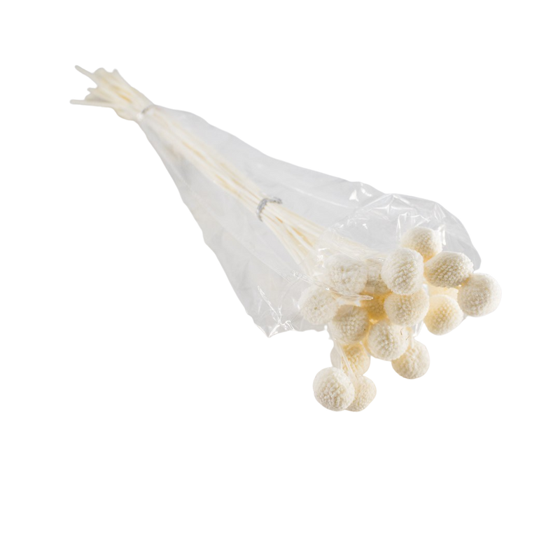 PRESERVED PLANT WHITE