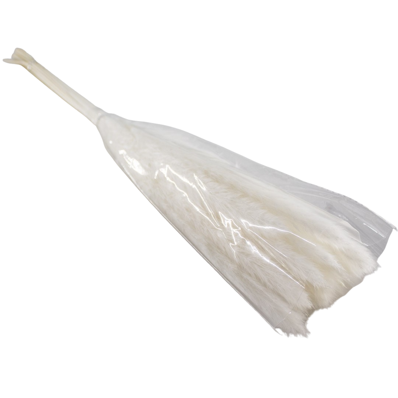 PRESERVED PLANT WHITE