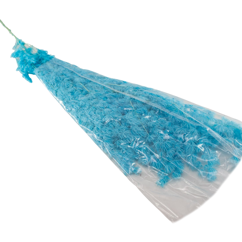 PRESERVED PLANT BLUE