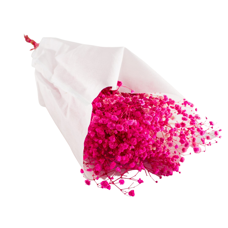 PRESERVED GYPSOFYLLO FUXIA