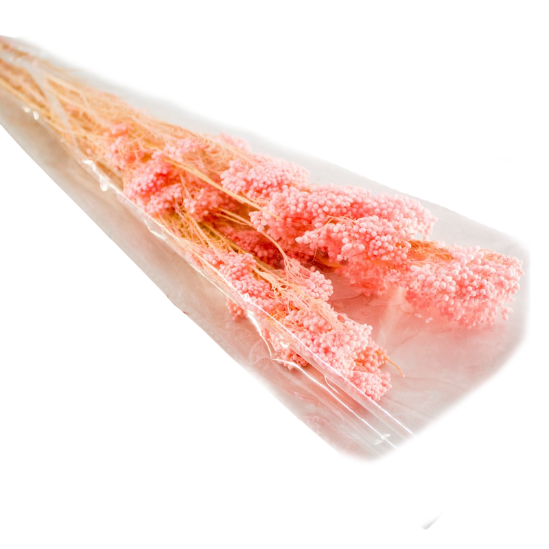 PRESERVED PLANT PINK